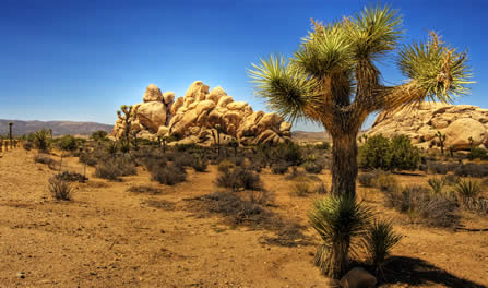photo of a verdant desert landscape, Joshua tree in the foreground