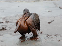 photo of a pelican on sand, covered with oil