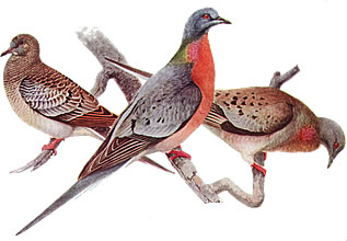 illustration showing passenger pigeons