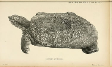 woodcut of a softshell turtle