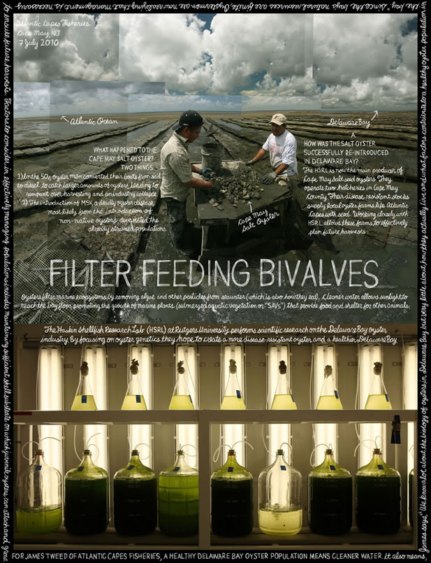 collage image showing a crew sorting oysters on a shore and a laboratory full of glassware and light, titled Filter Feeding Bivalves