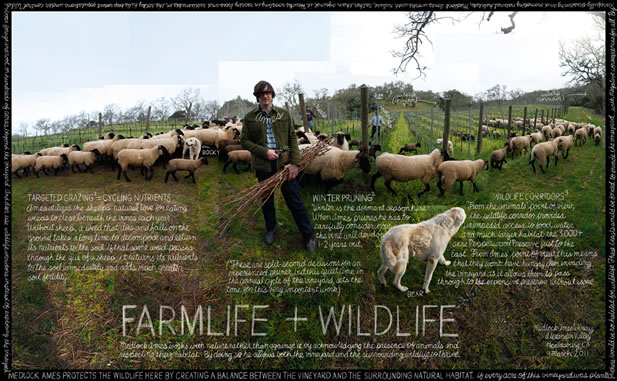 collage depicting farm life, words describing assorted activities and the title Farm Life + Wildlife