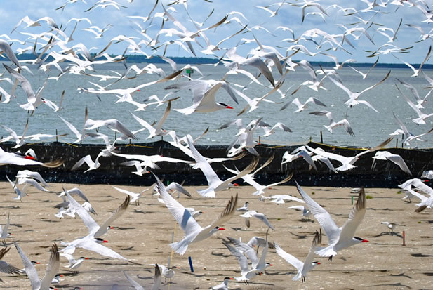 photo of birds flying from a sandy shore