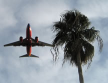 image showing a jet flying past a palm tree
