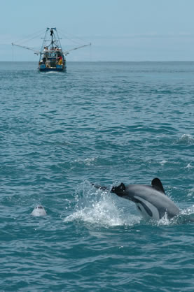 image of a seascape; dolphin in foreground, fishing boat in background