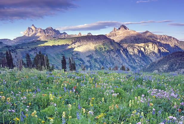 photo of a meadow in full flower, soaring bare peaks behind it and a dramatic sky