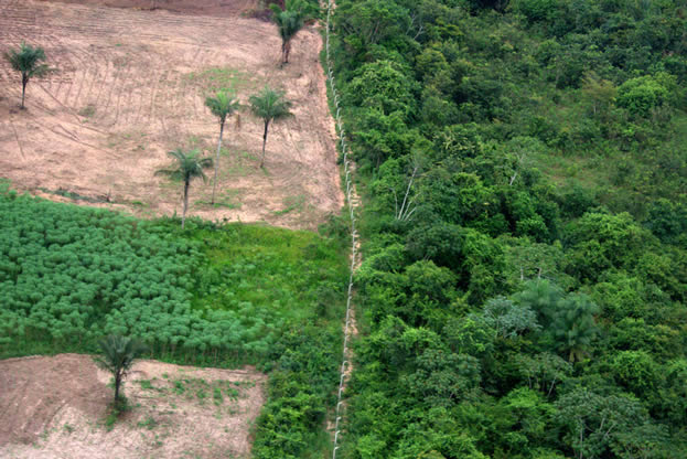photo of a fence, deep forest cover on one side, empty land on the other