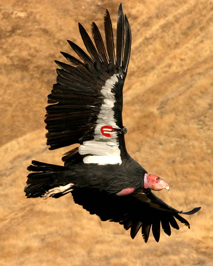 photo of a soaring California Condor, ID tags evident