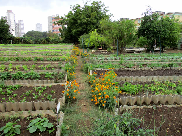 photo of an urban farm
