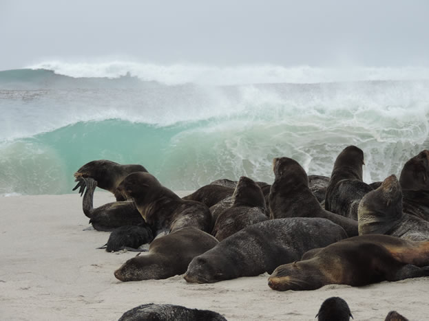photo of pinnipeds gathered on a beach