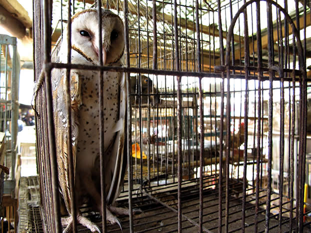 photo of an owl in a cage at a market