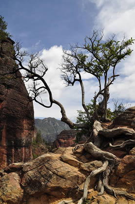 photo of a gnarled old tree on a rocky outcrop in a canyon with mountains and forests in the background
