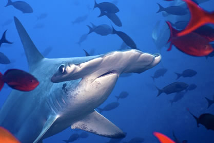 photo of a scalloped hammerhead shark close-up