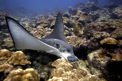 photo of a ray at the sea bottom