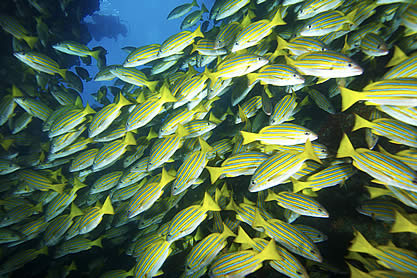 photo of a school of very colorful fishes in blue water