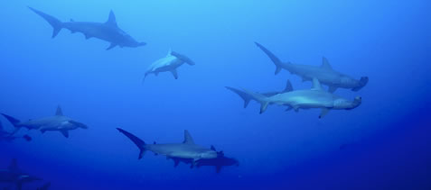 photo of hammerhead sharks in deep water