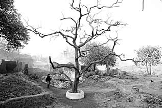 photo of a tree in a smoky, ruined park