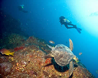 underwater photo of a turtle and a a diver on a reef