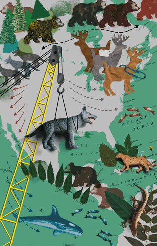 collage artwork depicting a map of North America and animals, a crane lowering a wolf onto the map