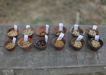 photo of small, labeled bowls of seeds