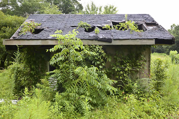 photo of a building overtaken by plants