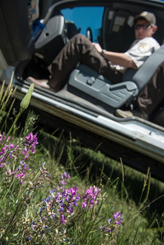 photo of a man in a vehicle, wildflowers in the foreground