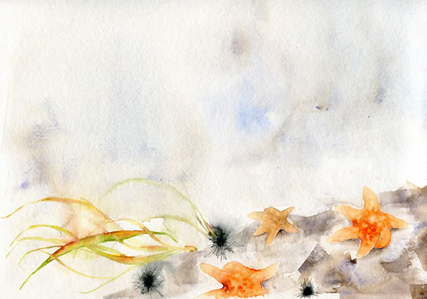artwork depicting seastars, urchins, and kelp
