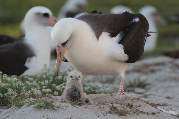 photo of an albatross with a chick, the adult bird has an identity band