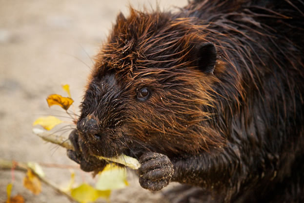 photo of a beaver chewing an aspen stem