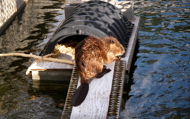 photo of a beaver preening on a manmade platform over water