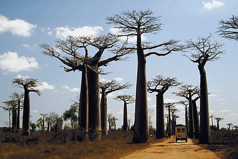 photo of baobab trees in a sunny savannah; land rover evident