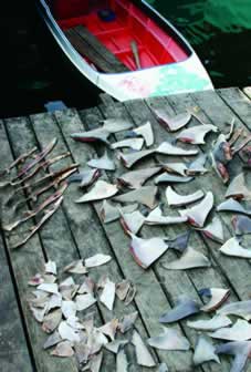 photo of a small boat at a dock, shark fins on the planks