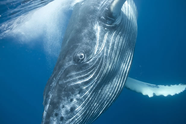 close-up photo of a whale, underwater; it is looking right at the camera