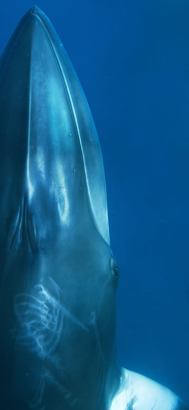 close-up underwater photo of a whale rostrum pointed skyward