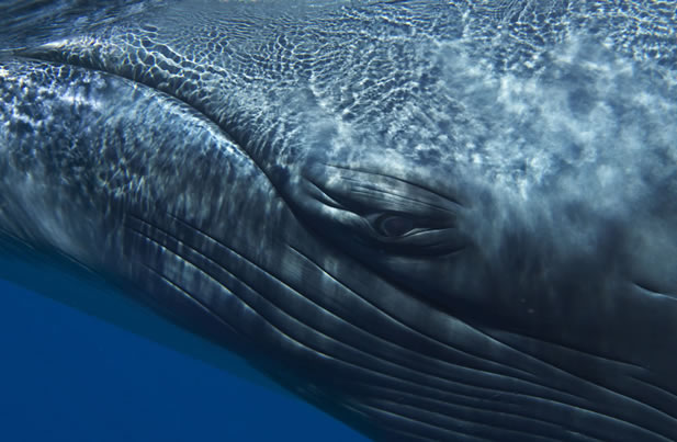 very close photo of a whale examining the camera