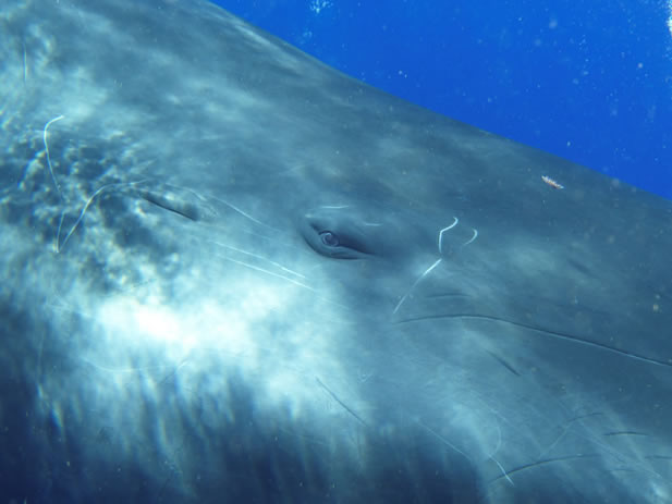 close-up underwater photo of a whale eyeing the camera