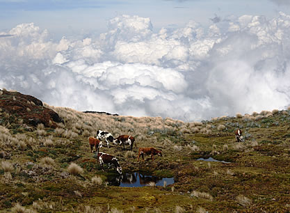 image of cattle grazing on a hillside in the clouds