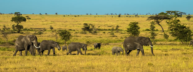 photo of elephants on a wide grassy plain