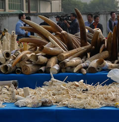 photo of a tangle of elephant tusks on a table