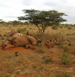 photo of a dead elephant, vultures attending
