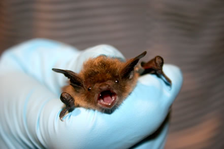 photo of a gloved hand, holding a bat in some distress