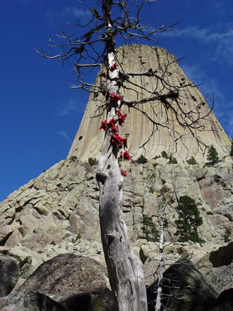 photo showing a wizened tree festooned with colored ties, giant rock monolith showing behind