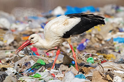 photo of a stork picking at garbage in a landfill