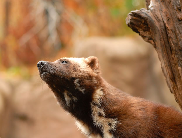 photo of a wolverine, close in profile
