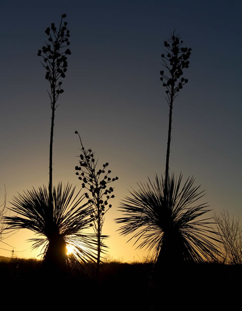 photo of a yucca, backlit by a rising or setting sun