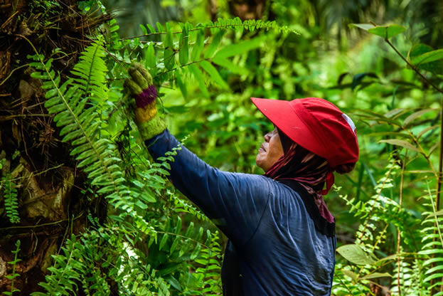 photo of someone working in a tropical forest