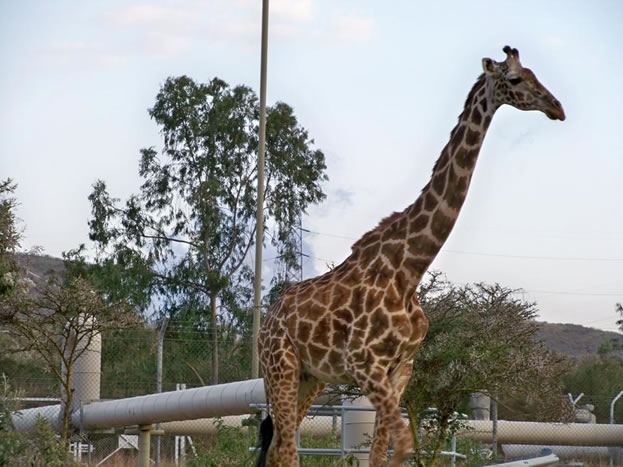 photo of a giraffe, browsing near raised pipelines