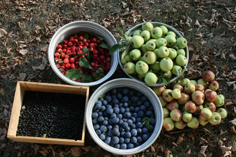 photo of fruit in various containers, looking freshly collected
