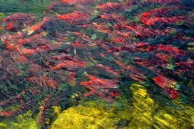 photo of salmon smolts in a crowd