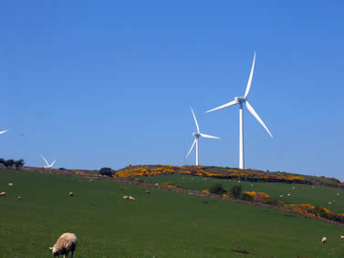 photo of wind turbines standing over a green landscape with sheep and heather evident